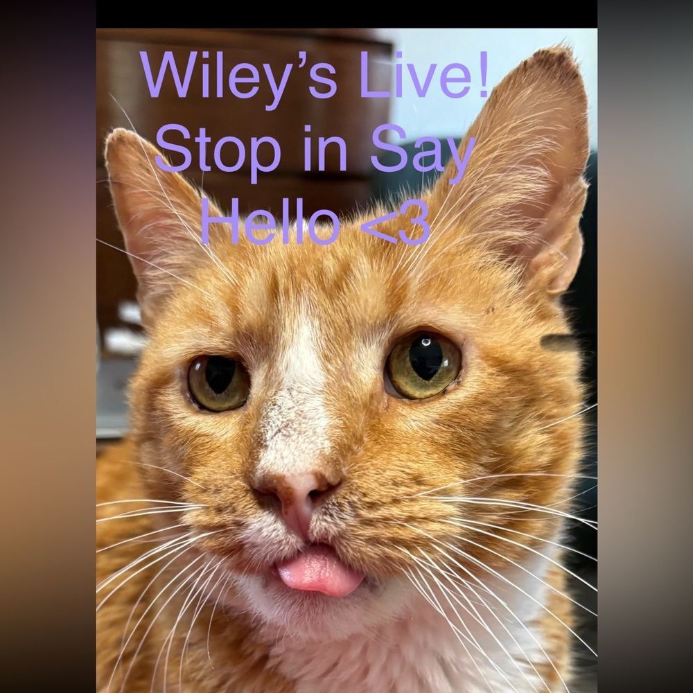 Wiley’s Live Show Flyer!!! 🐈 🐈 🐈